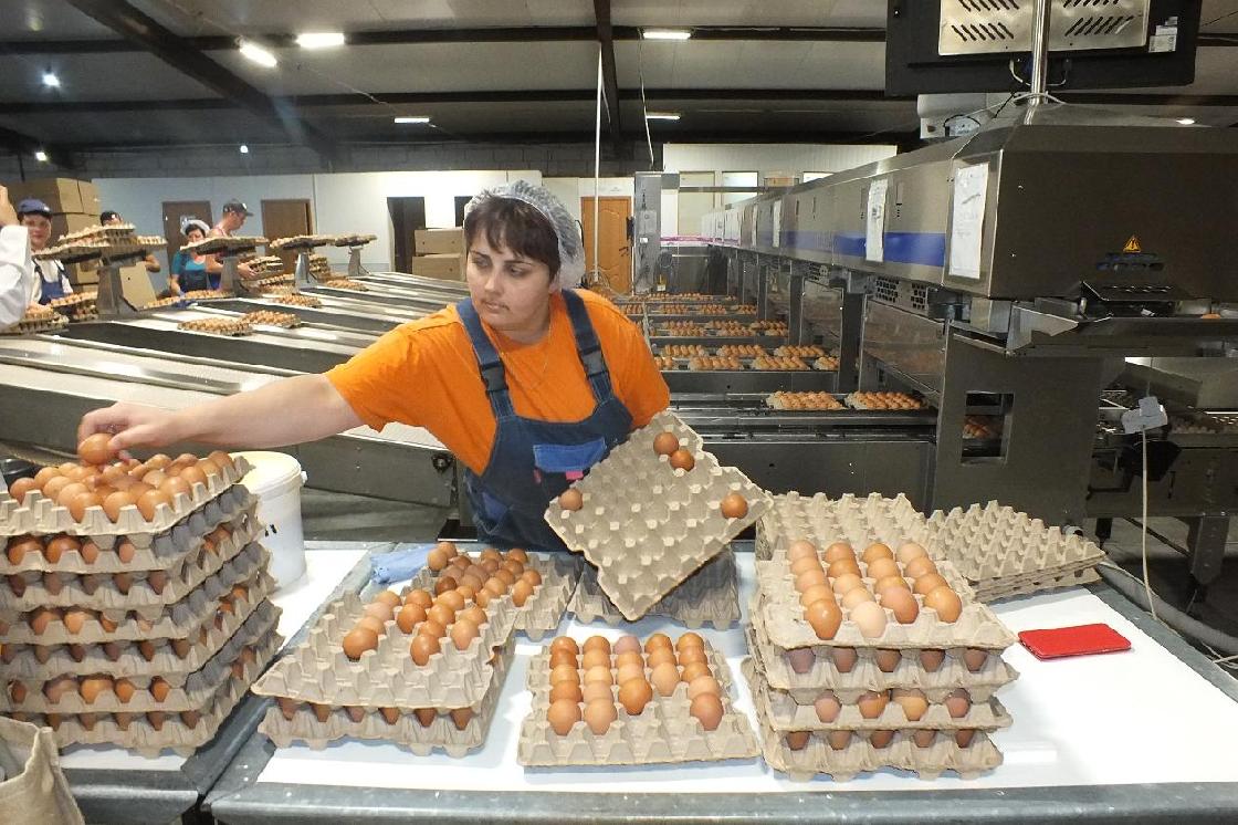 Господдержка на модернизацию птицефабрики «Харабалинская»