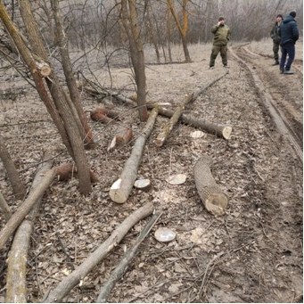 Астраханца осудили за незаконную вырубку деревьев