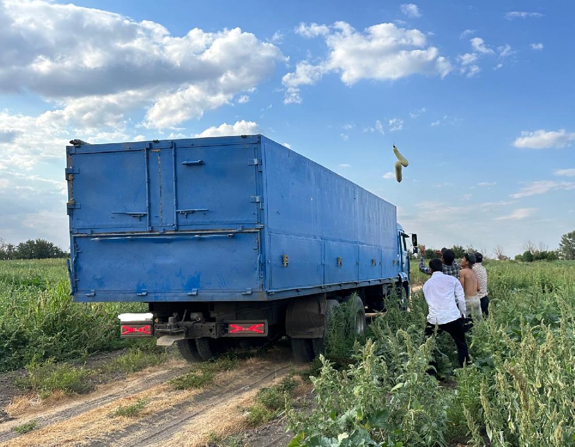 В Астраханской области выращивают овощи для промышленных предприятий России