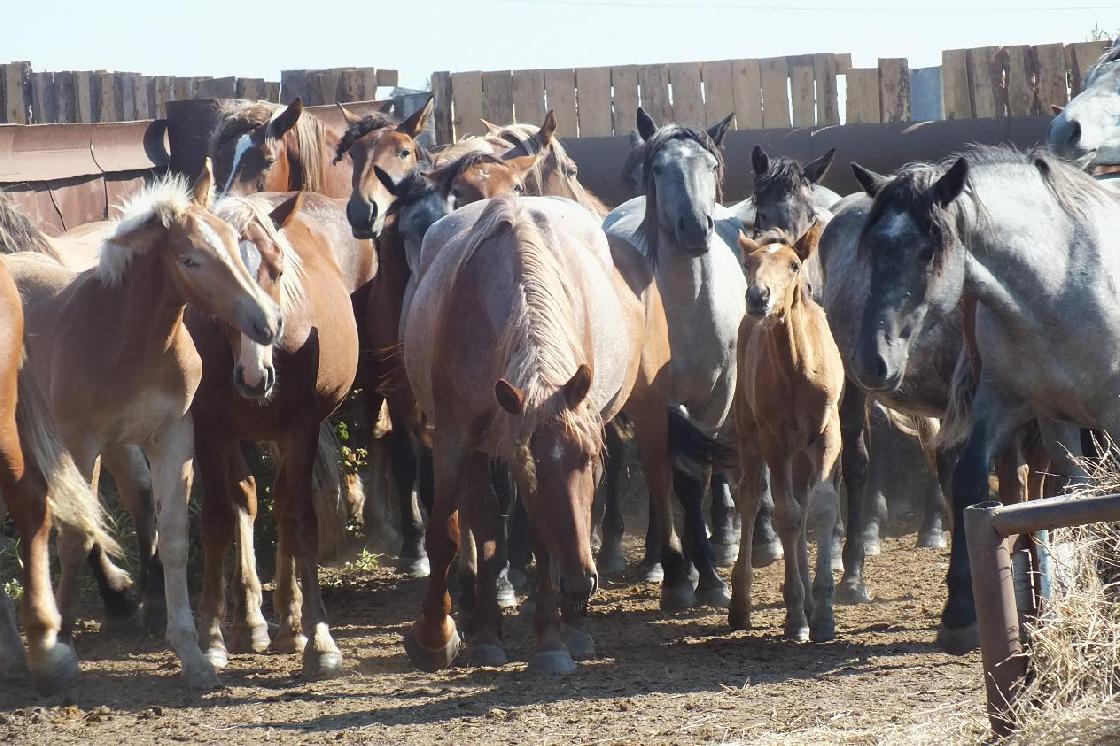 Плюс четыре победителя: реализация программ грантовой поддержки в АПК продолжается