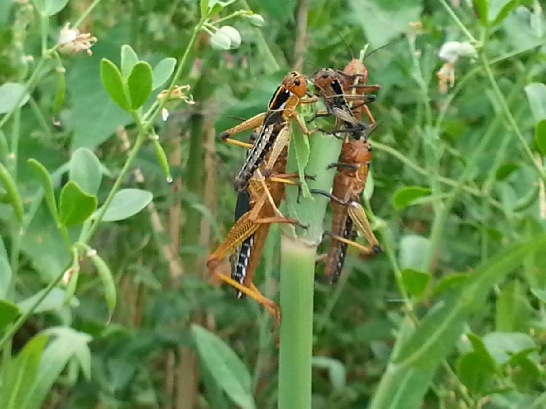 В Астраханской области началось отрождение саранчовых вредителей