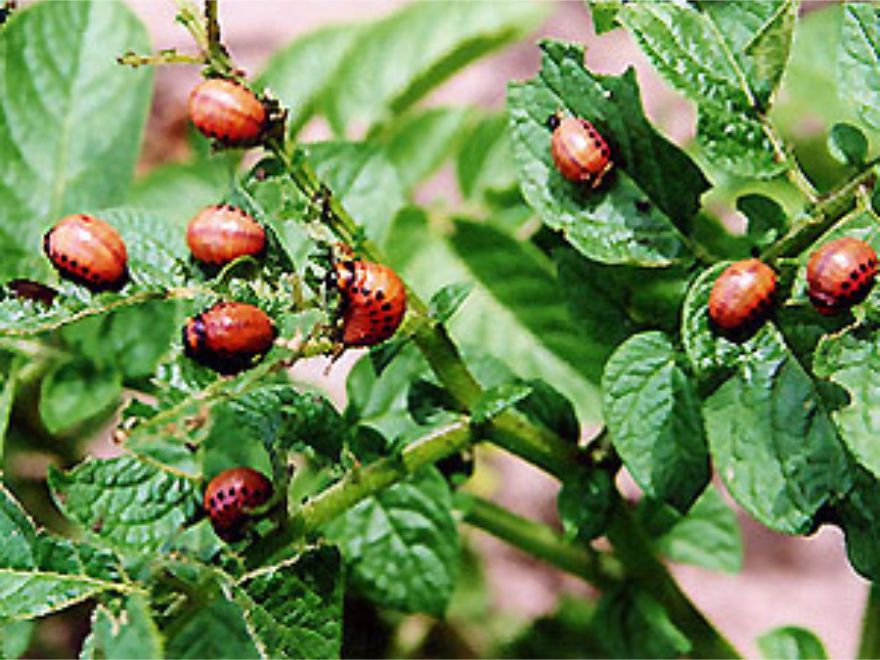 Советы астраханцам: заграничный вредитель хорошо освоился