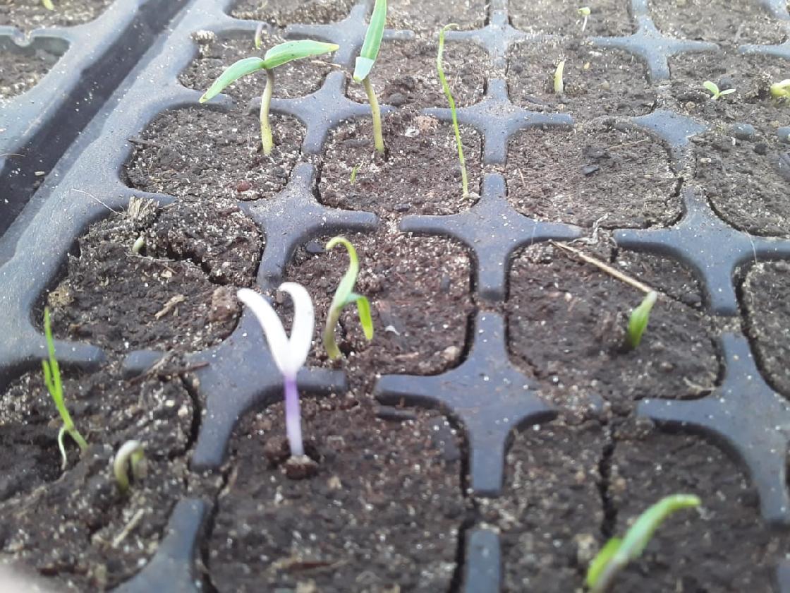 Советы астраханцам: чем полезен торф