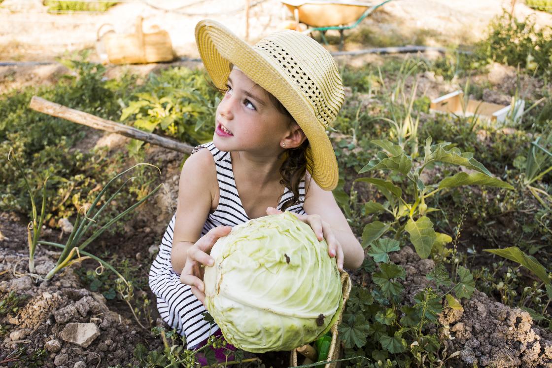 Советы астраханцам: капуста и ее вредители