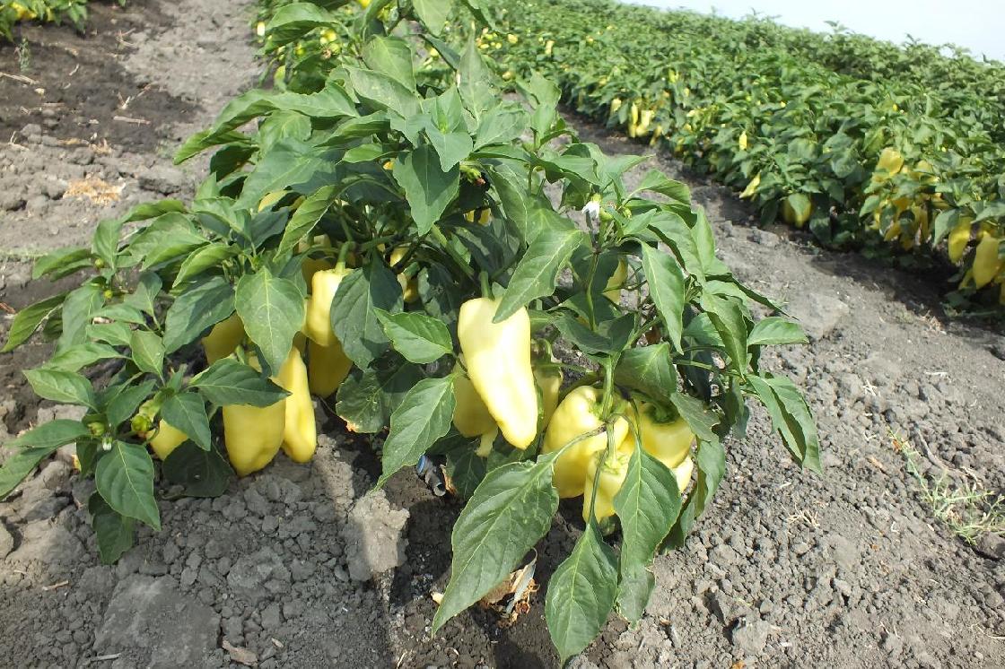 Советы астраханцам: кто портит овощи в августе