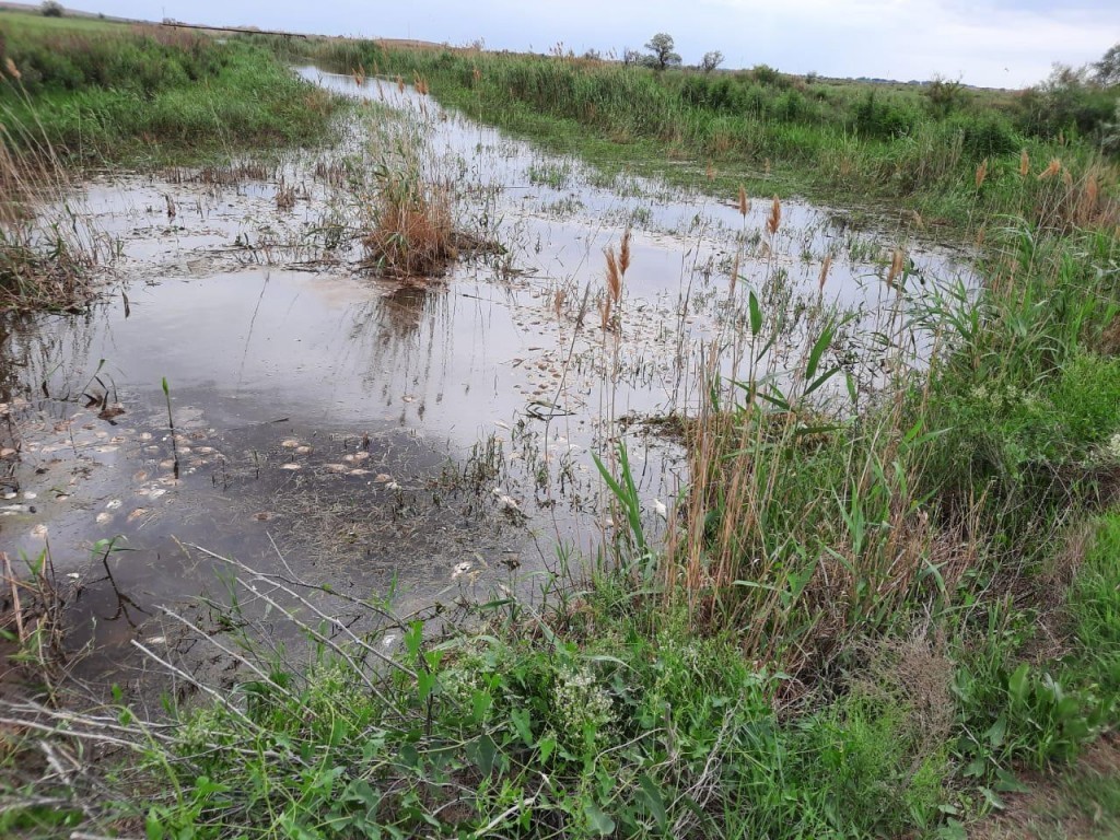 В районе села Маячное подтвердили факт замора рыбы