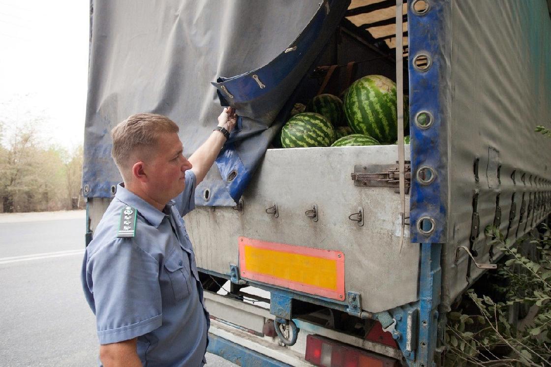 30 партий узбекских арбузов привезли в Астраханскую область