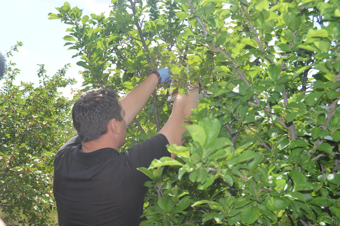 Советы астраханцам: у вредителей свои правила