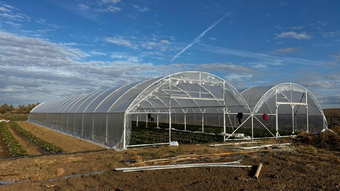 Как астраханец, используя господдержку, выращивает клубнику