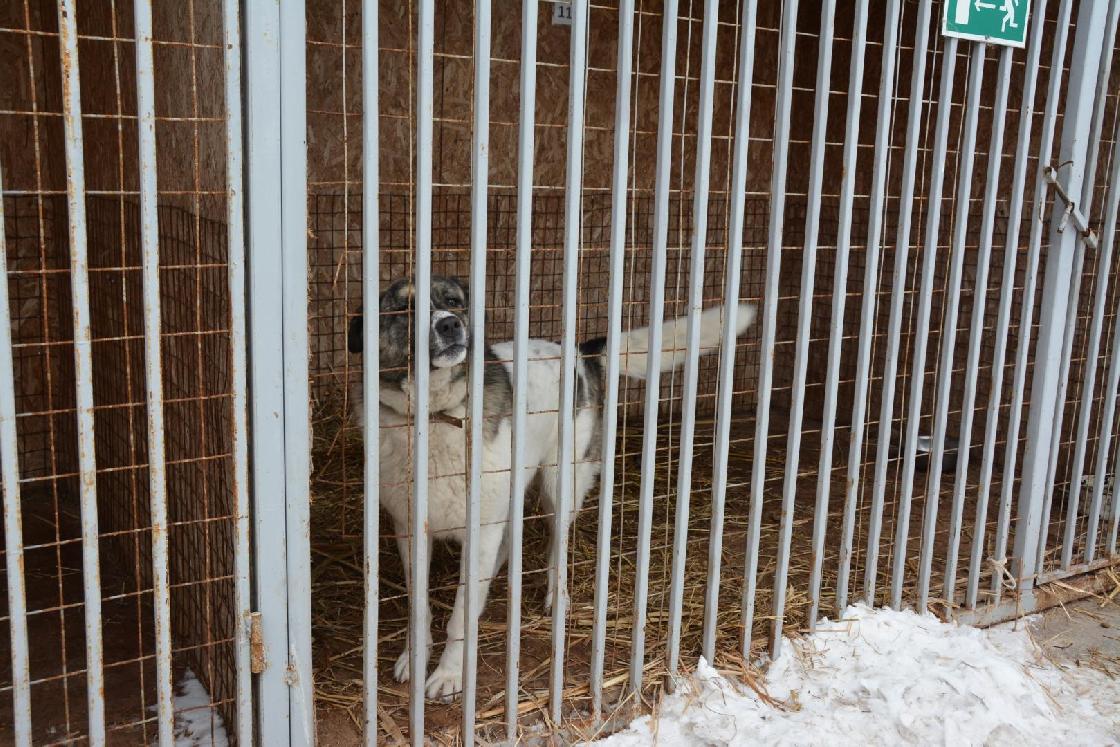 За нападение бродячей собаки на юного астраханца заплатит районная администрация