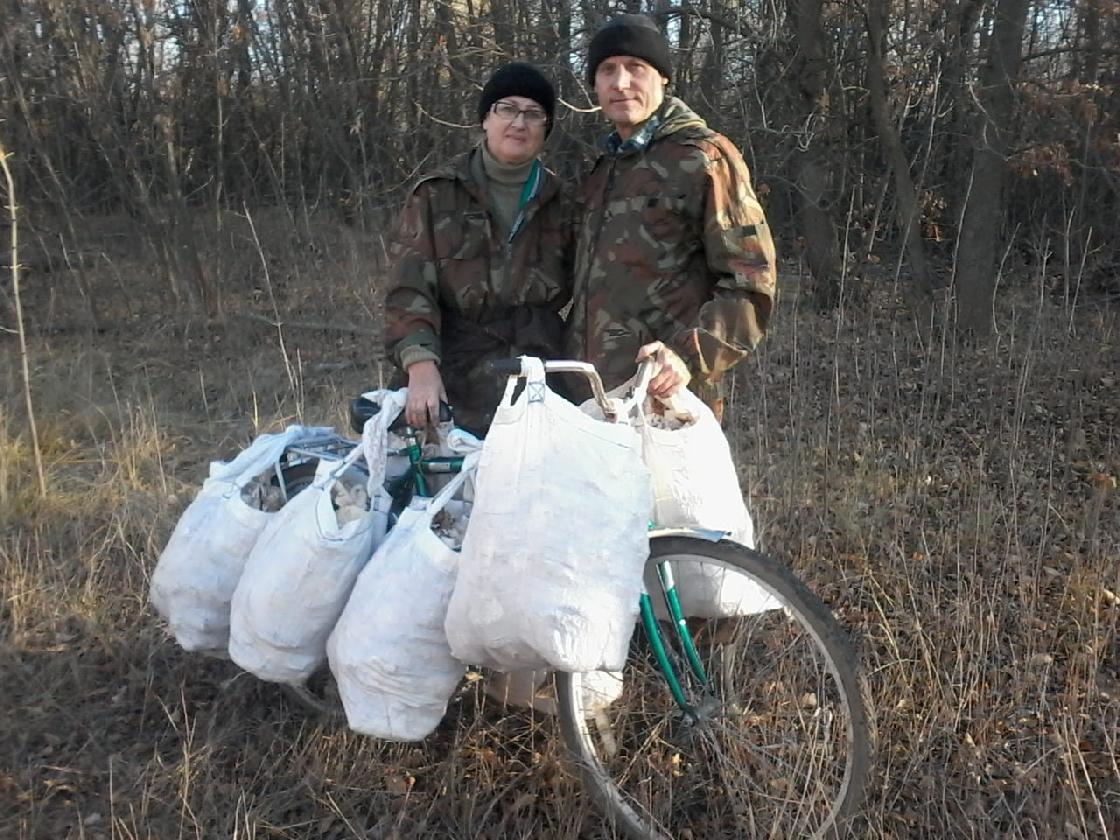 Грибное изобилие