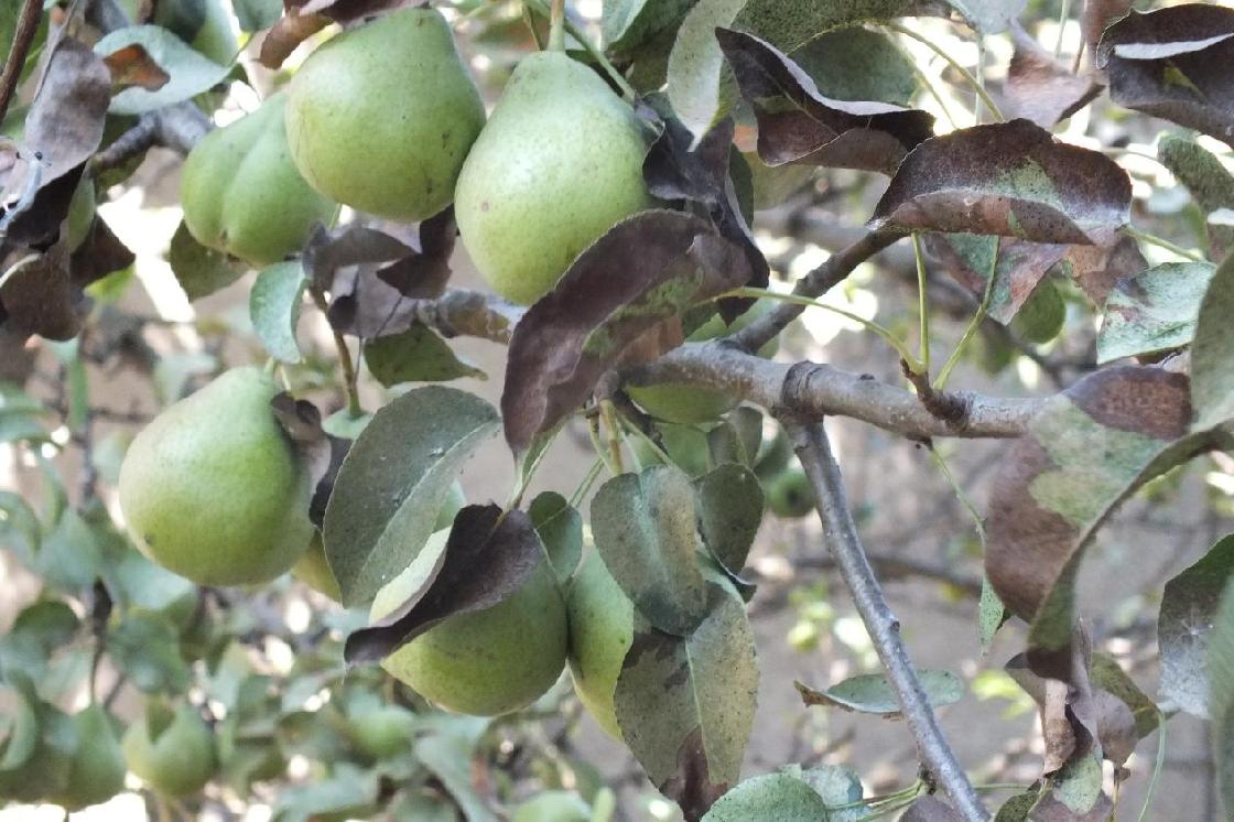 Советы астраханцам: какие вредители мешают получить рекордный урожай