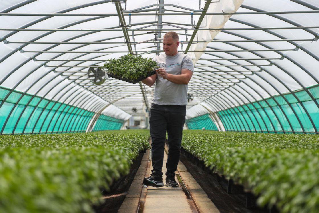 Астраханский завод по производству томатной пасты получил более 60 млн рублей господдержки