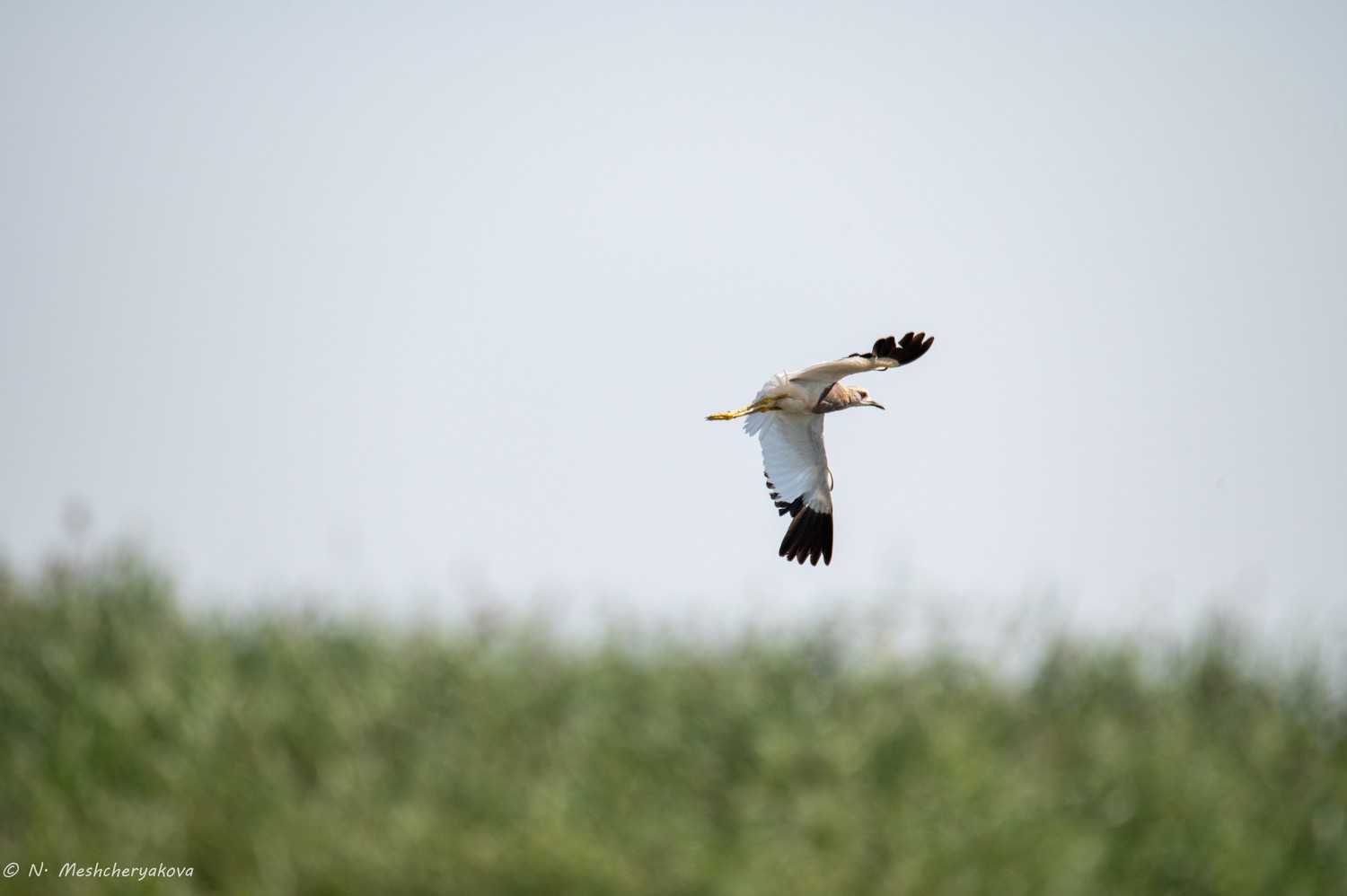 Редкую птицу обнаружили в Астраханском заповеднике