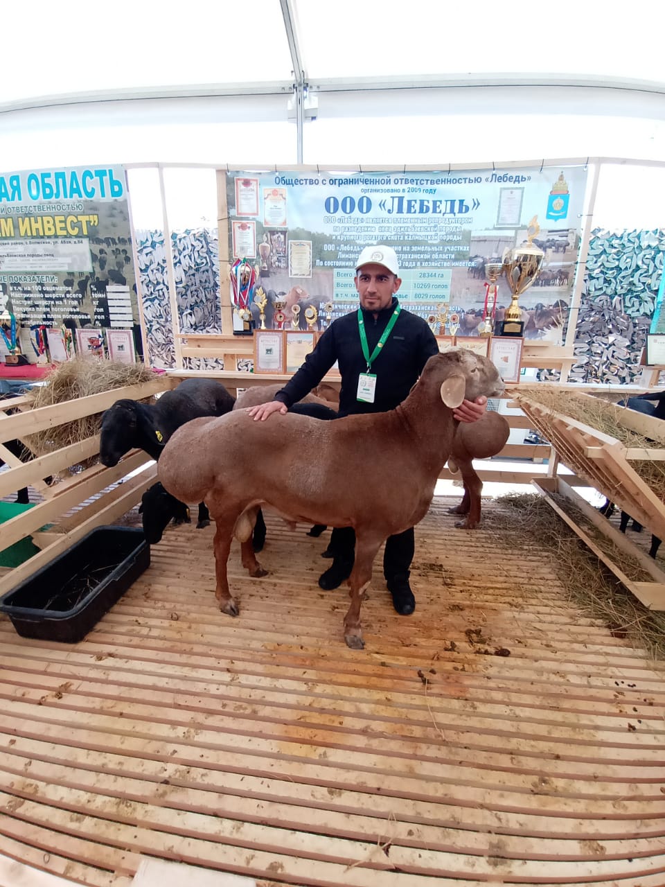 В Дагестане прошла XXIII Российская выставка племенных овец и коз