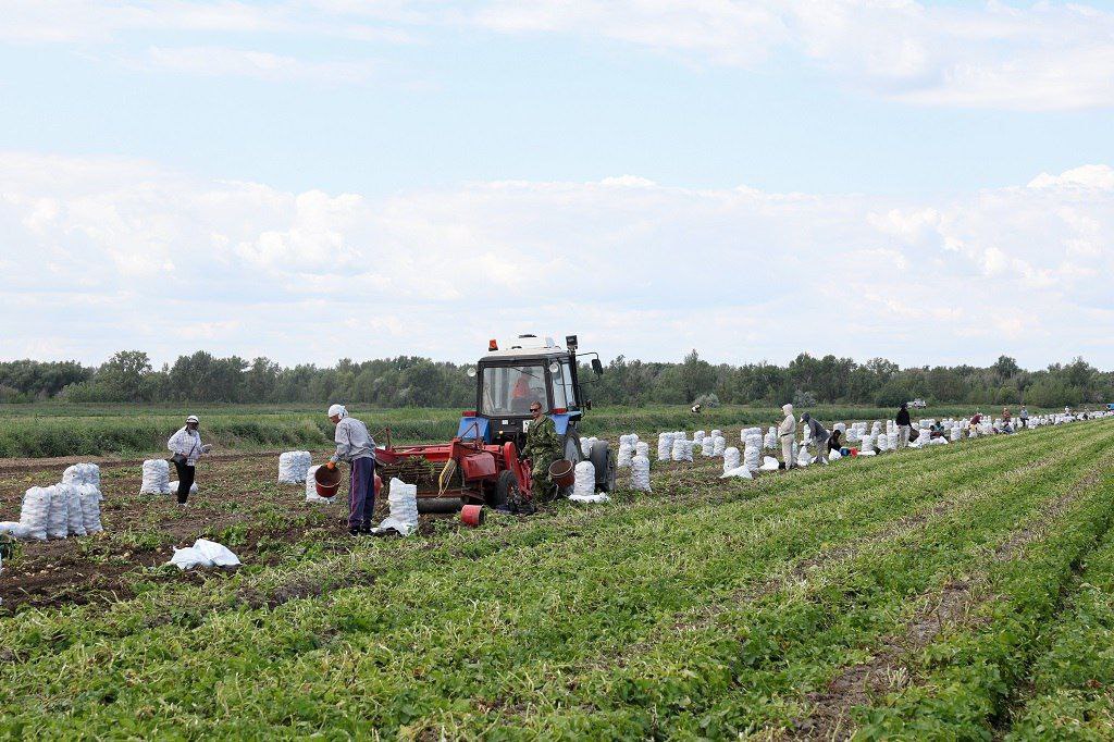 Астраханские аграрии в 2025 году прогнозируют увеличение сборов на 1,3%