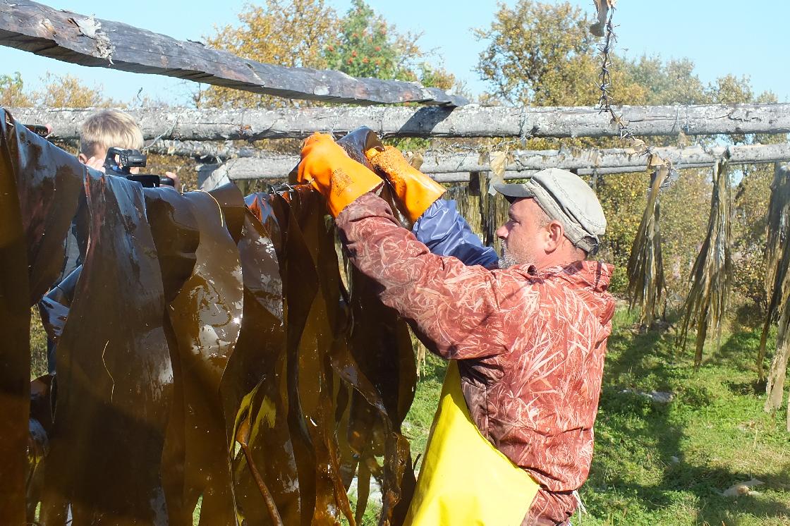 Как в Белом море добывают ламинарию и другие водоросли 