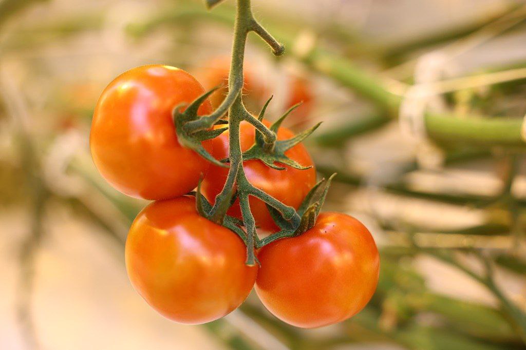 В Астраханской области организуют площадки для проведения первого Всероссийского агродиктанта