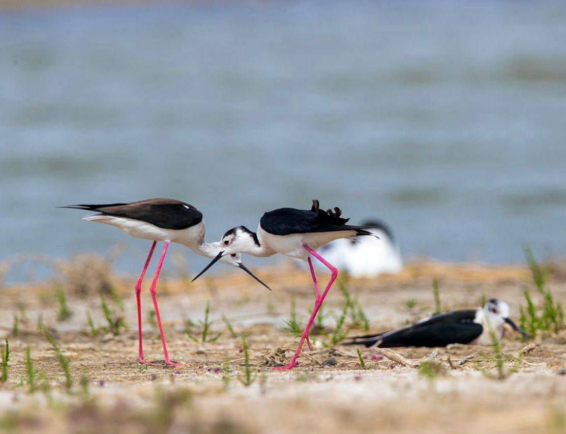 Бёрдвотчинг и водные прогулки: что предлагают туристам в Астраханской области