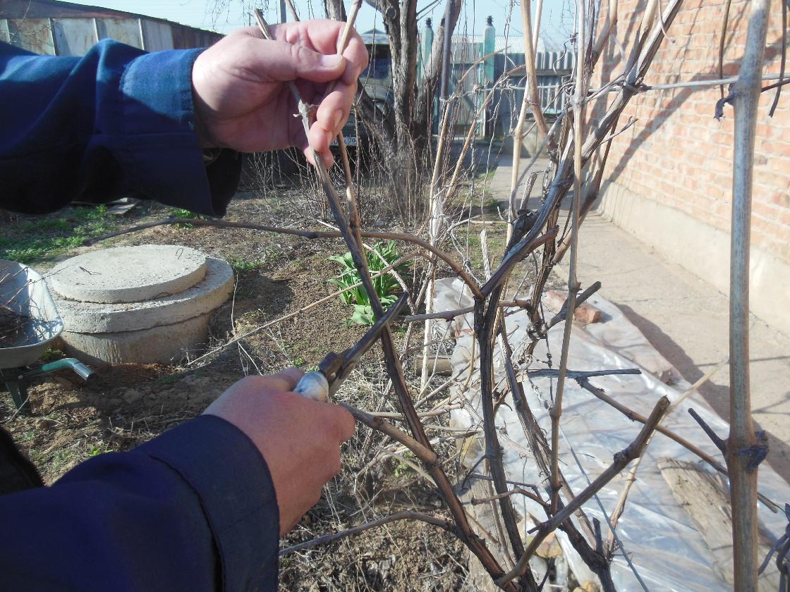 Советы астраханцам: как правильно обрезать виноград осенью