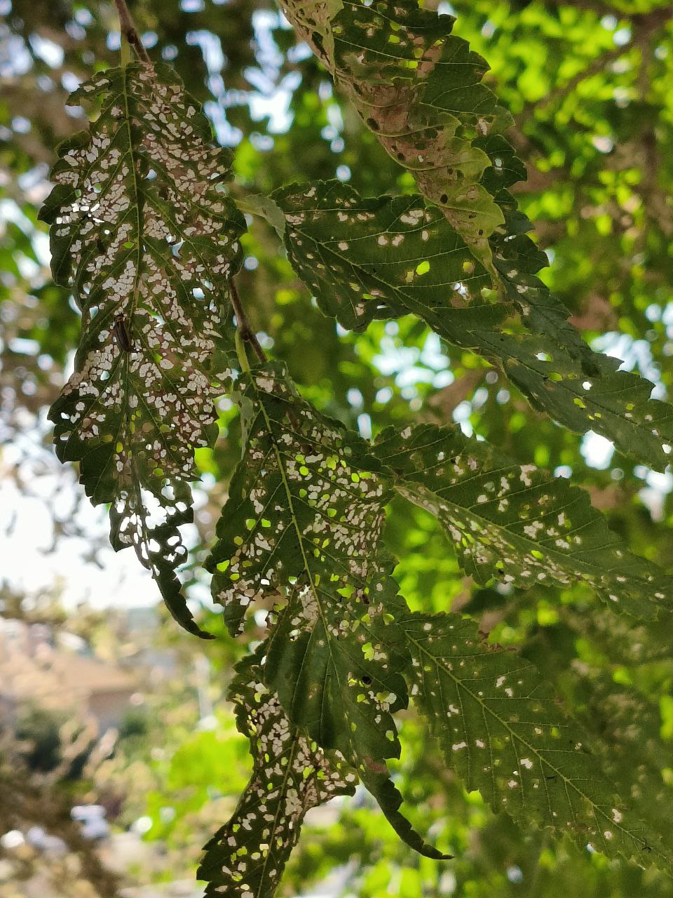 Кошмар для астраханских вязов