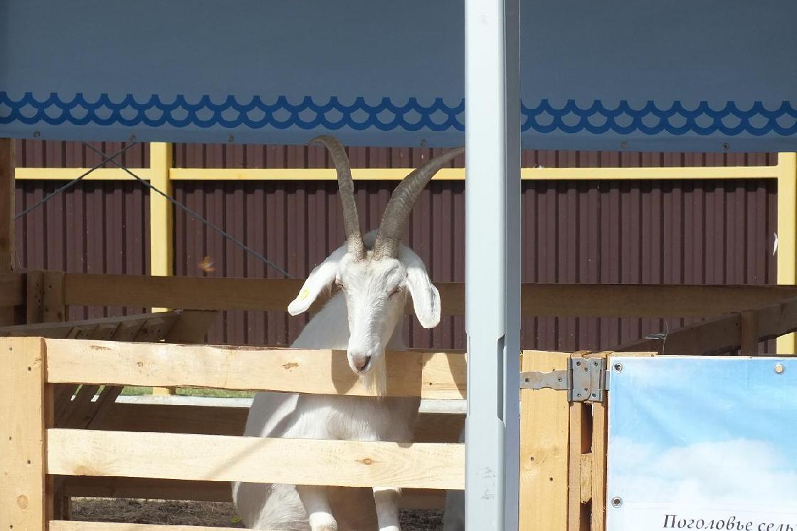 Угрожают ли Астраханской области и странам Прикаспия рукотворные пустыни?