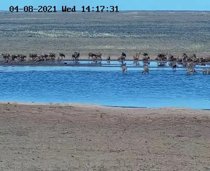 За сайгаками в астраханском заказнике можно будет наблюдать онлайн