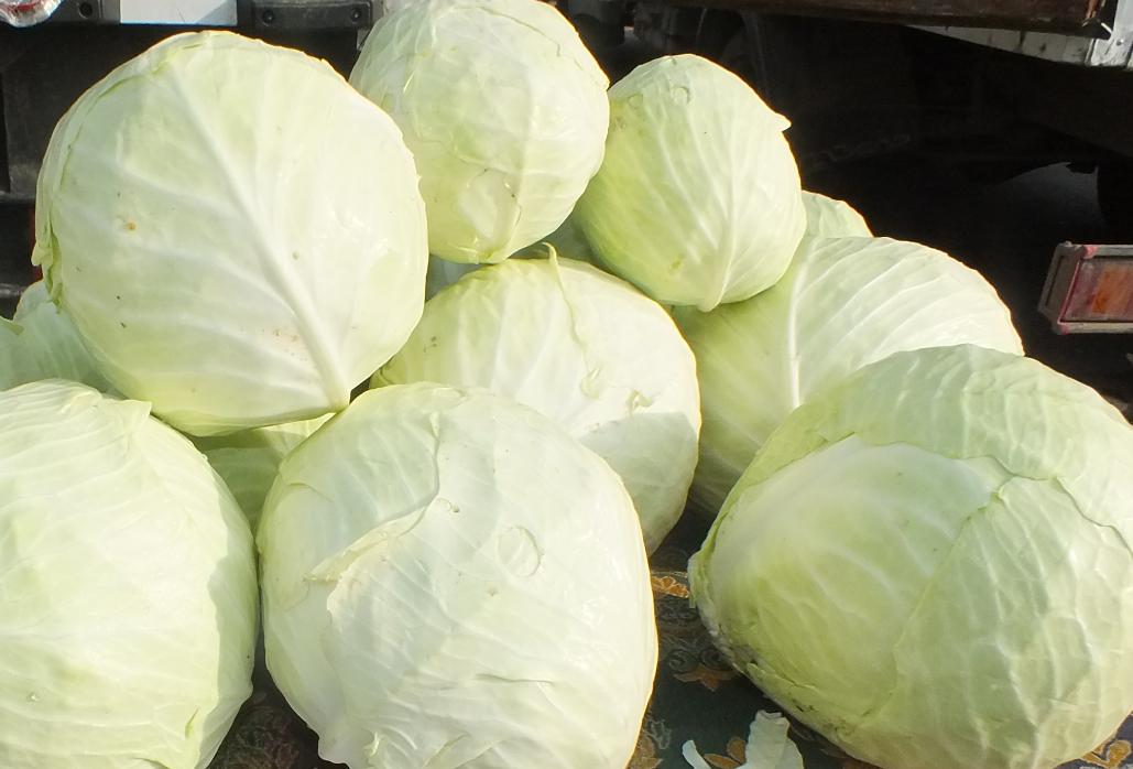 Астраханцам об особенностях выращивания и о новых отечественных сортах и гибридах белокочанной ранней капусты