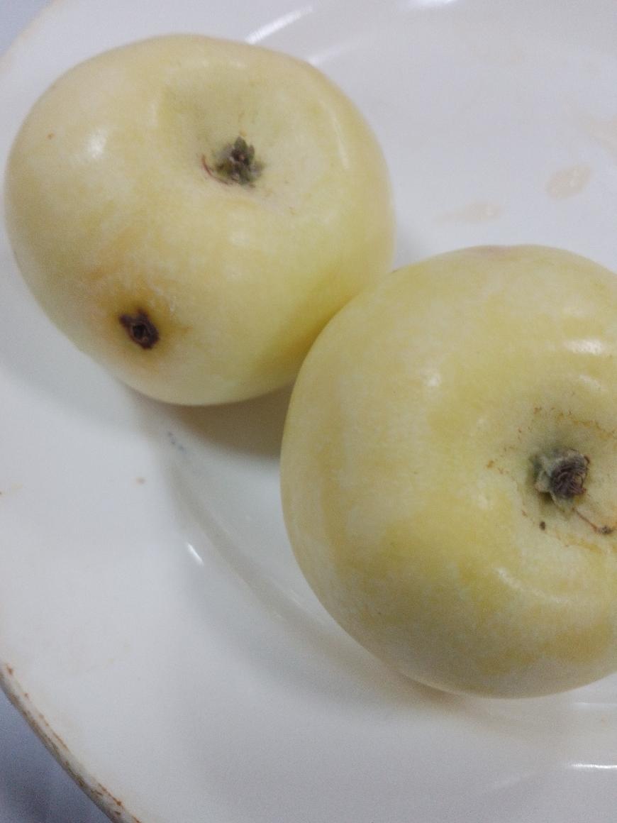 Советы астраханцам: обработка яблок