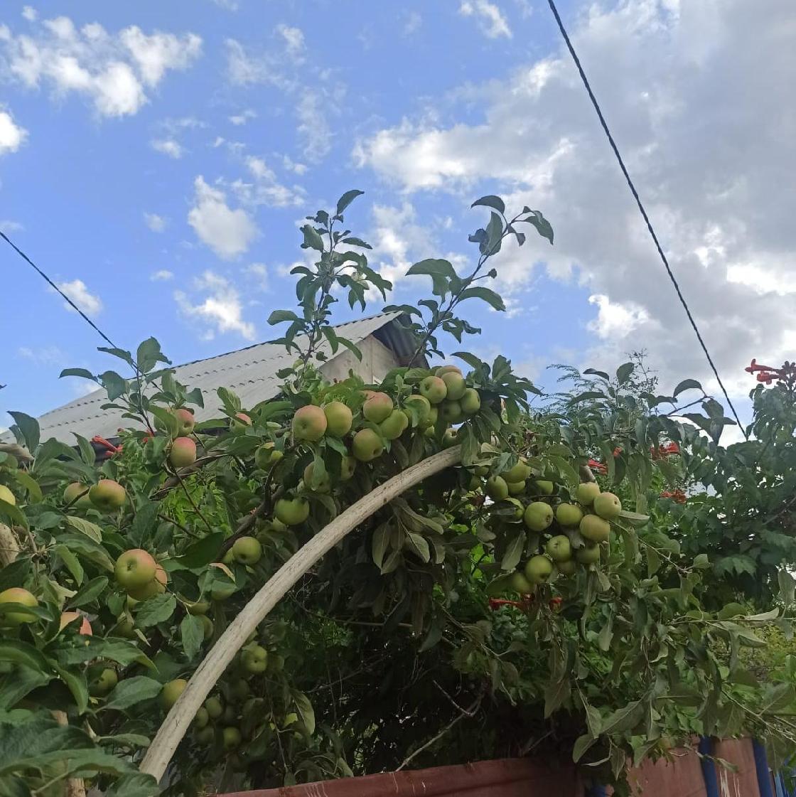 Советы астраханцам: фруктовые деревья надо подкормить