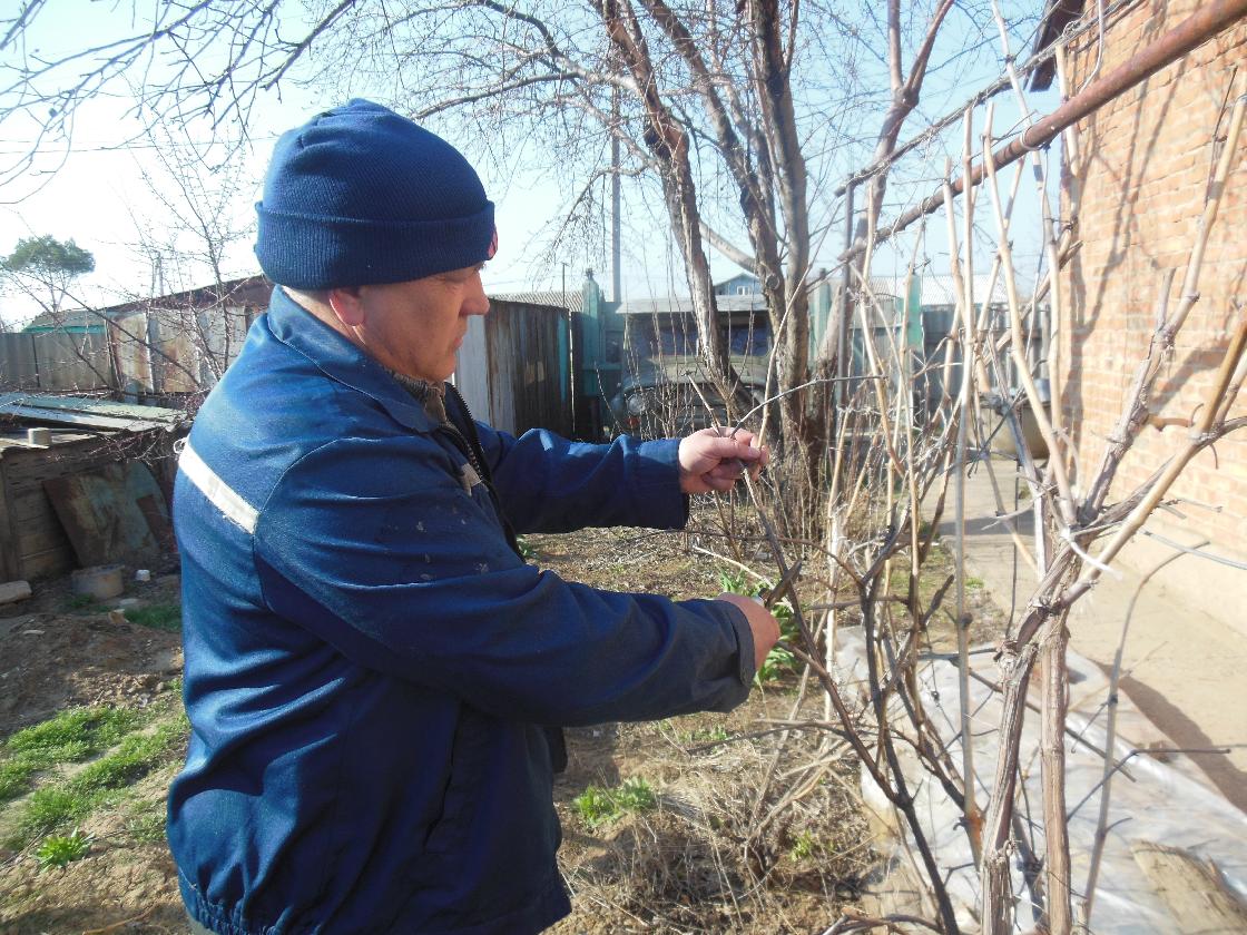 Советы астраханцам: как подготовить к зиме виноград