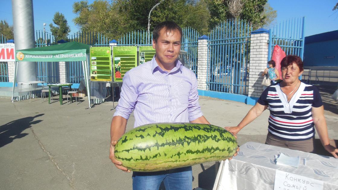 Какие приметы спелости есть у астраханского бренда