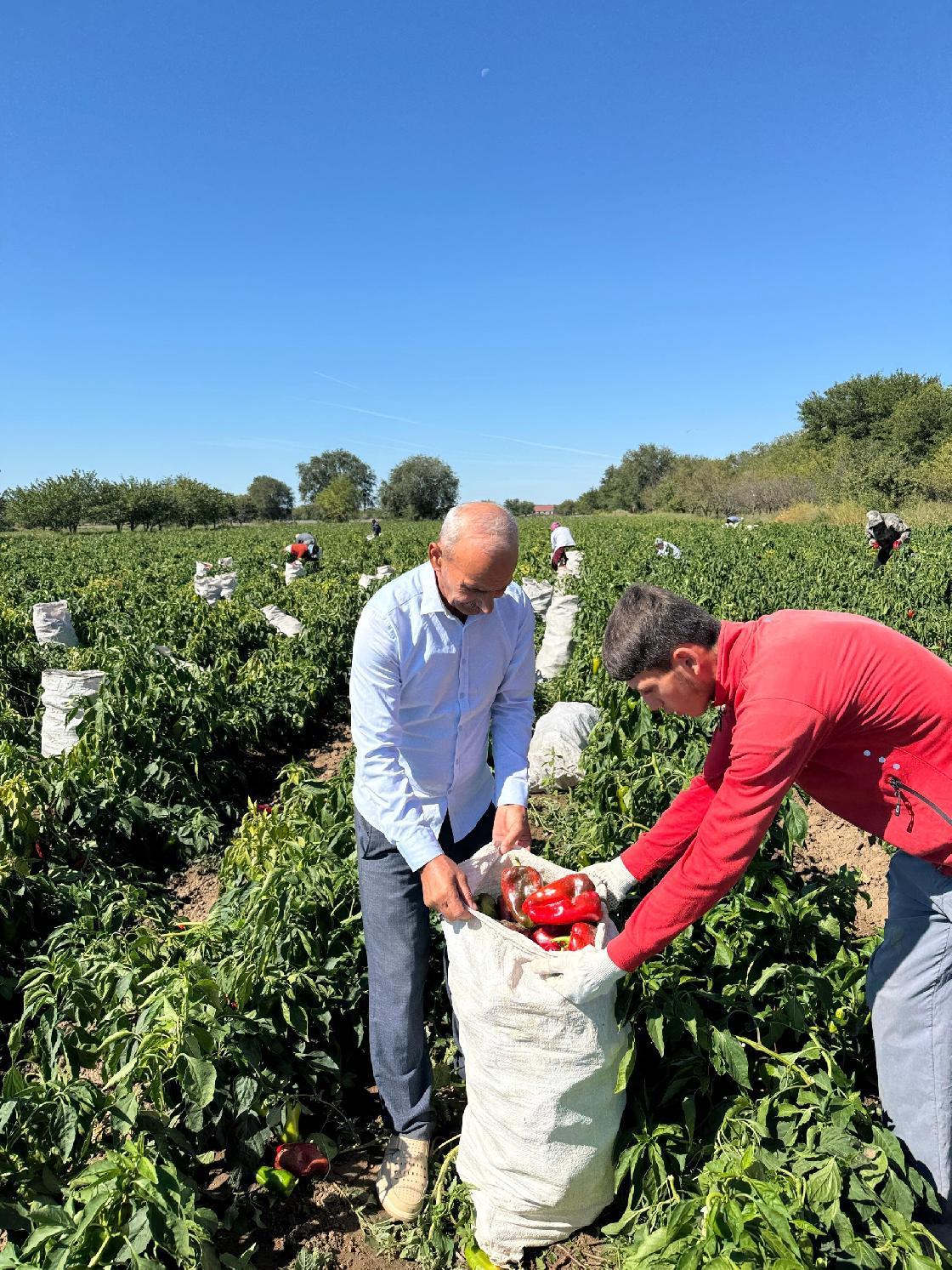 Династия Расуловых обеспечивает перерабатывающие предприятия области овощами