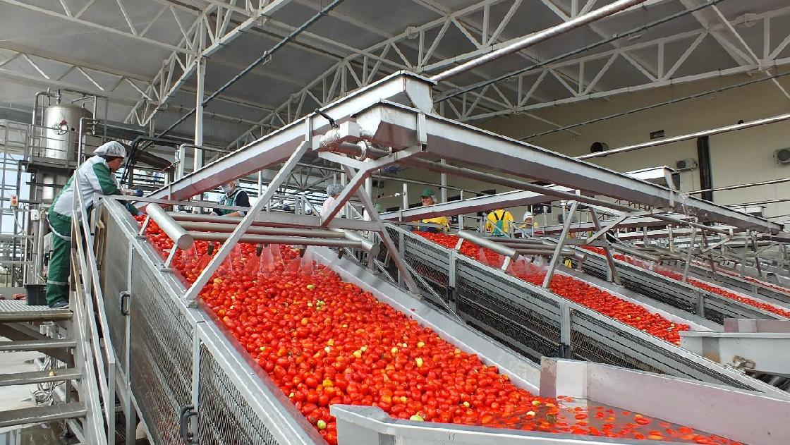 Астраханская область - лидер России по выращиванию овощей в открытом грунте