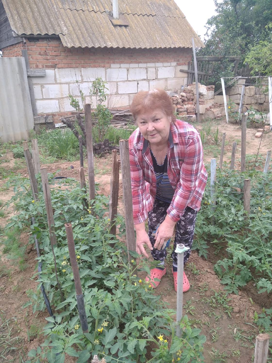 Советы астраханцам: какие лекарства нужны томатам