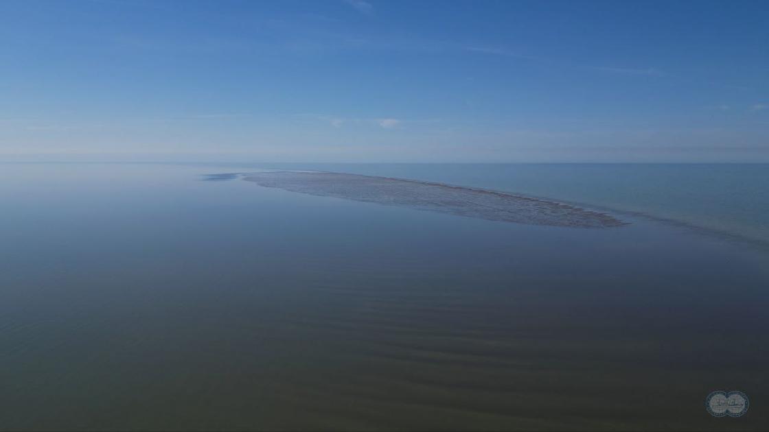 Почти 500 мертвых тюленей обнаружили на побережье Каспия 