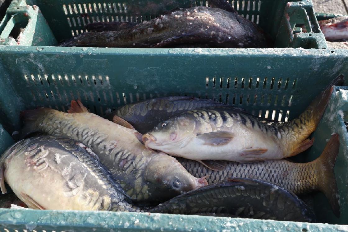 Более 70 тонн рыбы отправили из Астраханской области в Казахстан