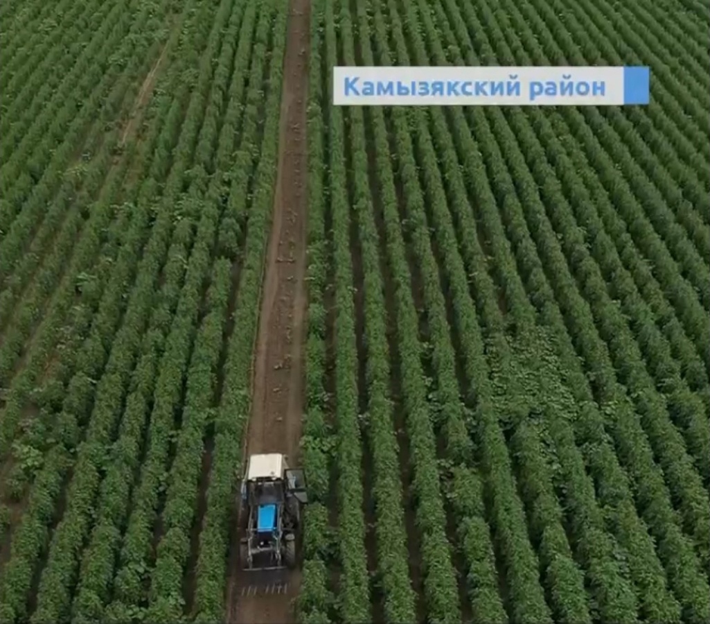 Астраханское предприятие благодаря господдержке запустило производство сиропа из топинамбура