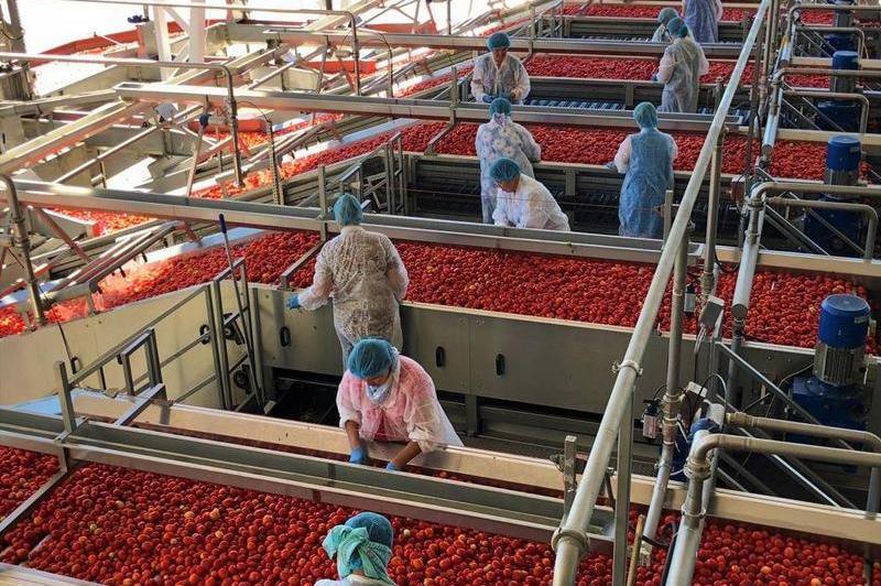 Астраханский производитель томатной пасты «Томарина» начал переработку яблок в пюре