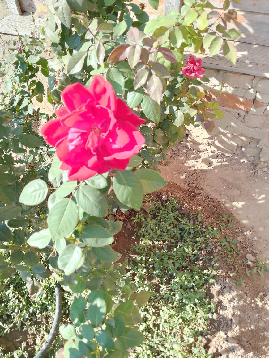 Советы астраханцам: пора готовить розы к зиме