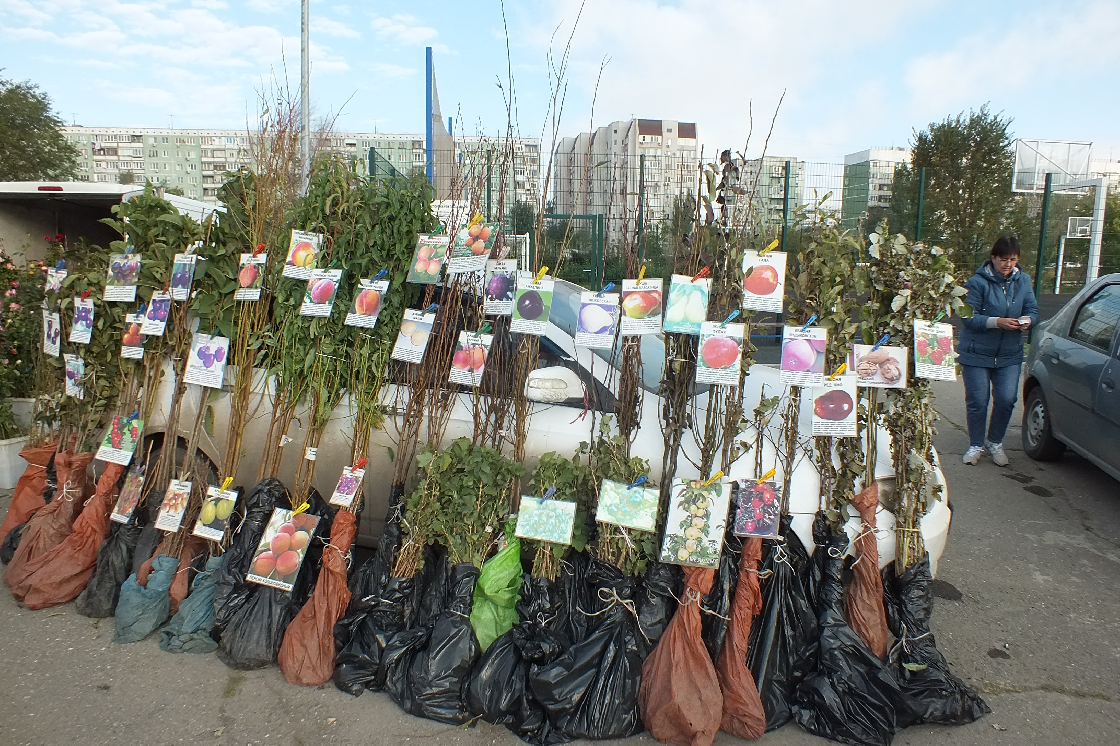 Советы астраханцам: и дереву нужен паспорт