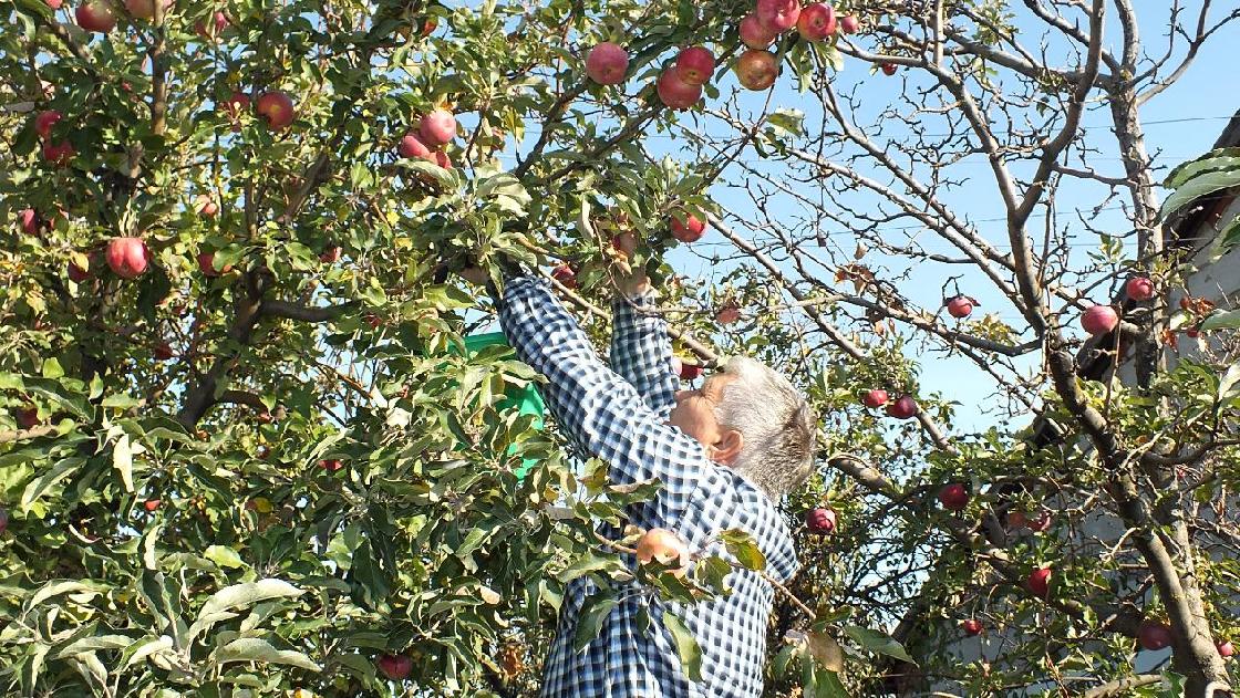 Советы астраханцам: кто угрожает яблокам, капусте и всем пасленовым культурам