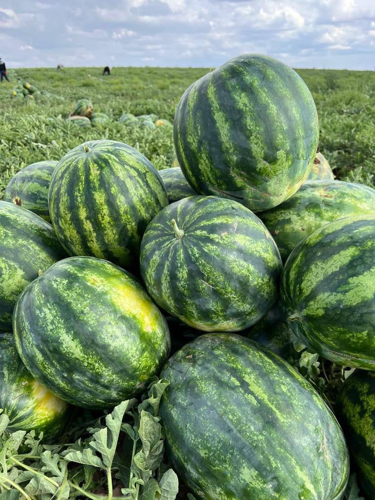 Уборка растениеводческой продукции в Астраханской области набирает обороты