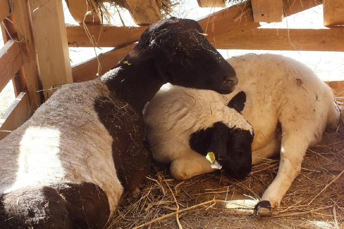 Как африканские овцы адаптируются на астраханской земле