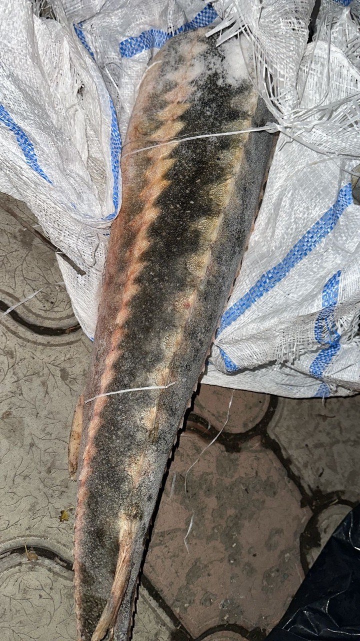 В Астрахани полиция задержала мужчину с мешком краснокнижных рыб