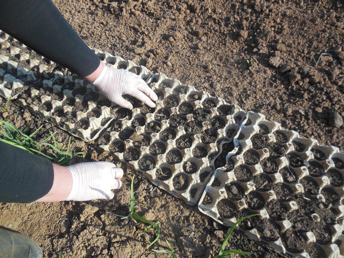 Что астраханцы могут сажать в ноябре в огороде