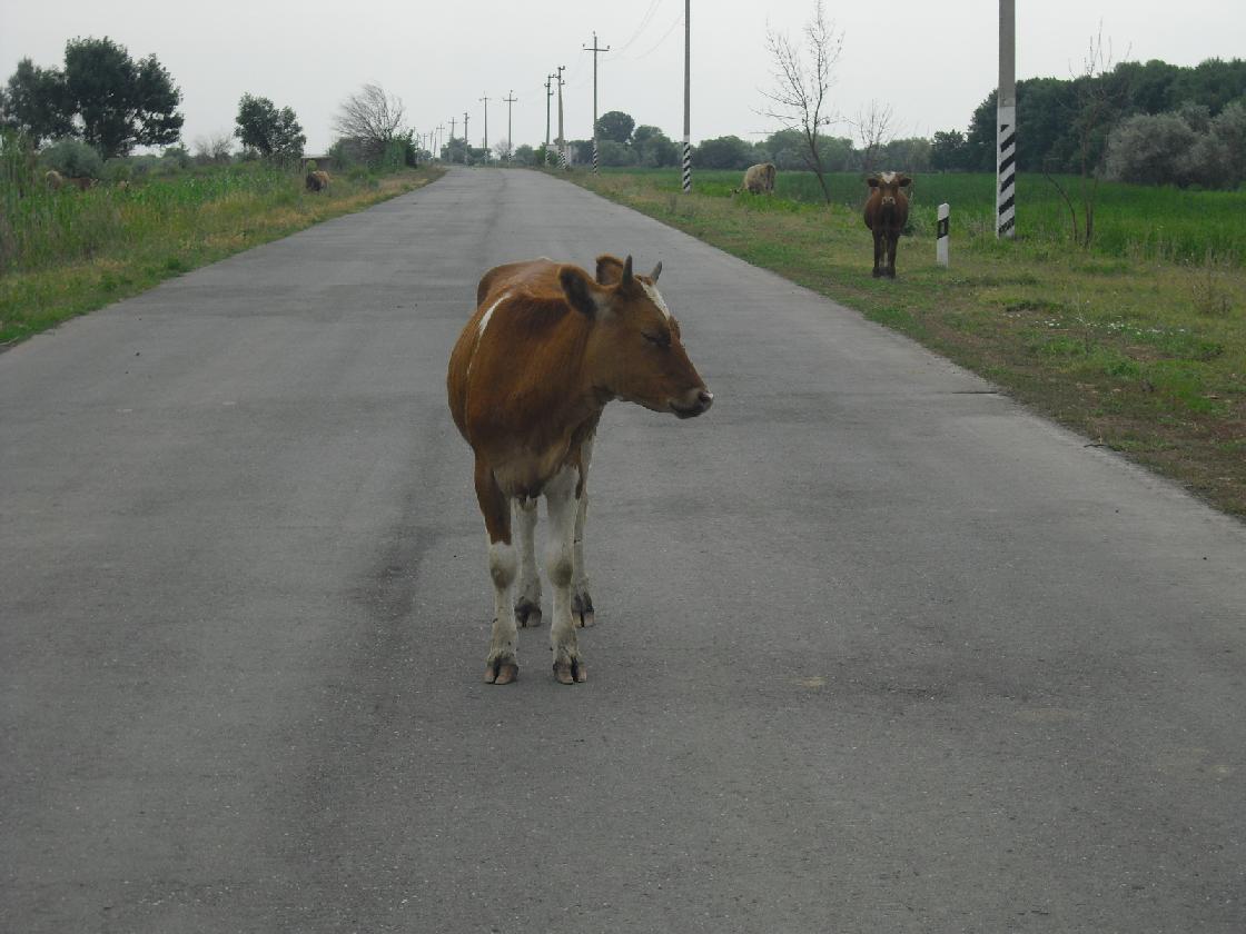 ДТП с участием животных: что делать и кто компенсирует ущерб