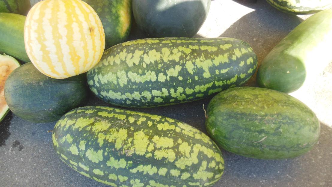 Советы астраханцам: чем болеют бахчевые