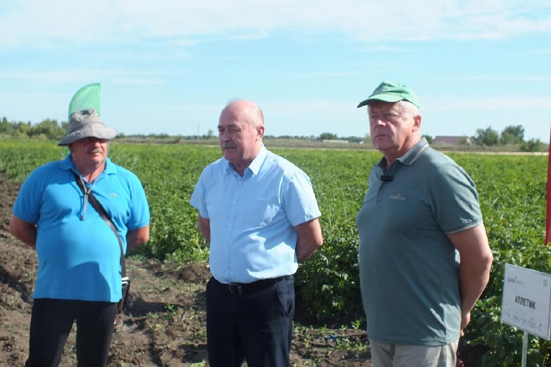 Харабалинские фермеры узнали о перспективных сортах картофеля, которые предлагают отечественные селекционеры