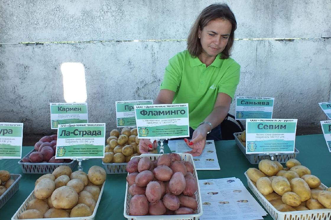 Советы астраханцам: что картошке нужно